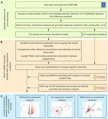 Transcriptomic meta-analysis reveals unannotated long non-coding RNAs related to the immune response in sheep